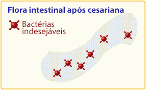 bactérias flora intestinal após cesariana