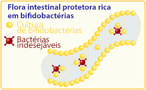 flora intestinal rica em bifidobactérias