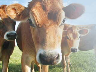 Animal vaca – alergia à proteína do leite
