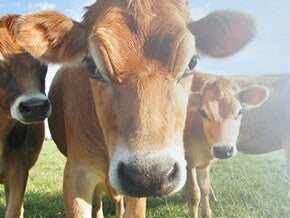 Animal vaca – alergia à proteína do leite Animal vaca – alergia à proteína do leite