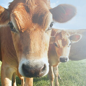 Animal vaca – alergia à proteína do leite