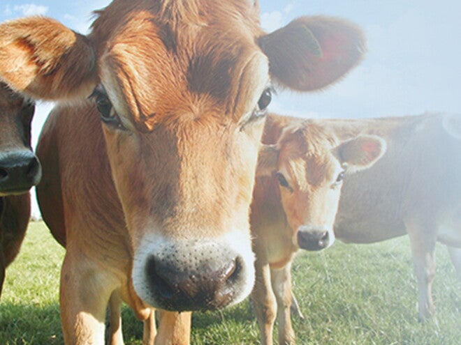 Animal vaca – alergia à proteína do leite Animal vaca – alergia à proteína do leite