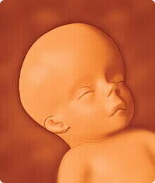 feto 17 semanas feto 17 semanas