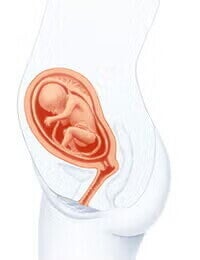 feto 21 semanas feto 21 semanas