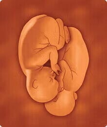 feto 23 semanas feto 23 semanas