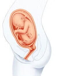 feto 29 semanas feto 29 semanas