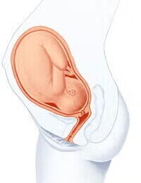 feto 33 semanas feto 33 semanas