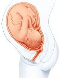 feto 39 semanas feto 39 semanas